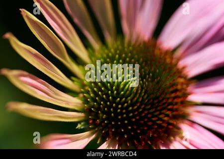 Echinacea Flower Closeup Stockfoto