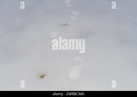 Spärliche Tierspuren führen über eine unberührte Schneedecke in einer minimalistischen Winterszene in Südkorea Stockfoto