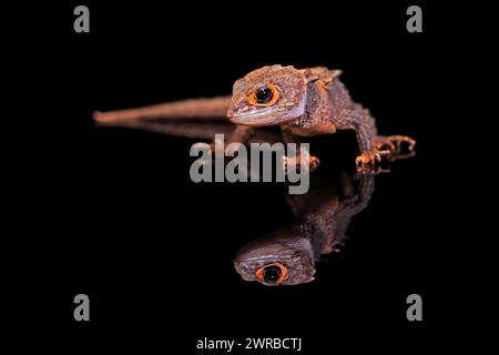 Rotäugige Krokodilschinken (Tribolonotus gracilis), Erwachsene, in Gefangenschaft, Neuguinea Stockfoto