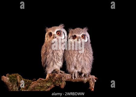 Südkauz (Ptilopsis granti), Jungtiere, zwei Jungtiere, Geschwister, nachts, auf der Hut, in Gefangenschaft Stockfoto