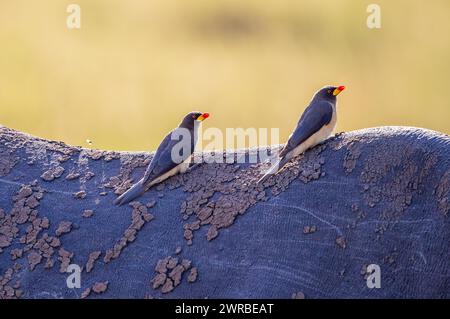 Gelbschnabeloxspecht (Buphagus africanus) sitzt auf dem Rücken auf einem Schwarzen Nashorn (Diceros bicornis), Maasai Mara National Reserve, Kenia Stockfoto