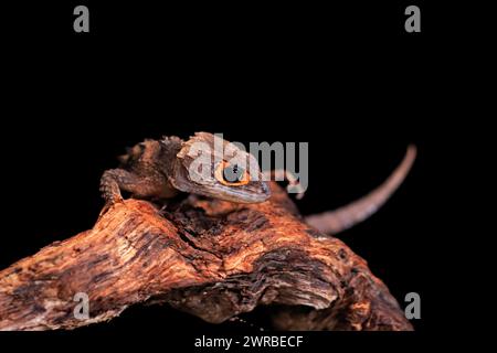 Rotäugige Krokodilschinke (Tribolonotus gracilis), Erwachsene, Porträt, auf Baum, gefangen, Neuguinea Stockfoto