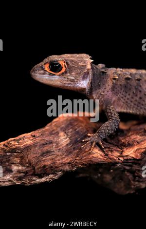 Rotäugige Krokodilschinke (Tribolonotus gracilis), Erwachsene, Porträt, auf Baum, gefangen, Neuguinea Stockfoto