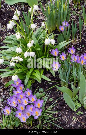 Krokusse (Crocus) und Frühlingsknotenblüten (Leucojum vernum), auch bekannt als Sumpffritillarien, Allgaeu, Bayern, Deutschland Stockfoto