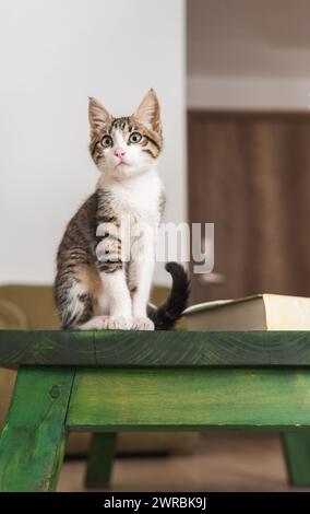 Kleine Welpenkatze mit grauem Tabbyhaar, die auf einem grünen Tisch im Wohnzimmer eines Hauses sitzt Stockfoto
