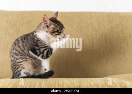 Kleine, graue, weiße Katze, die auf einem Sessel sitzt und ihre Pfoten im Wohnzimmer leckt Stockfoto