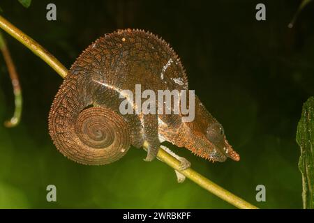 Blaubeiniges Chamäleon, Calumma crypticum, Ranomafana, Vatovavy Fitovinany, Madagaskar Stockfoto