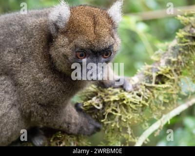 Bambuslemur, Hapalemur simus, Ranomafana, Vatovavy Fitovinany, Madagaskar Stockfoto