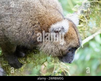 Bambuslemur, Hapalemur simus, Ranomafana, Vatovavy Fitovinany, Madagaskar Stockfoto