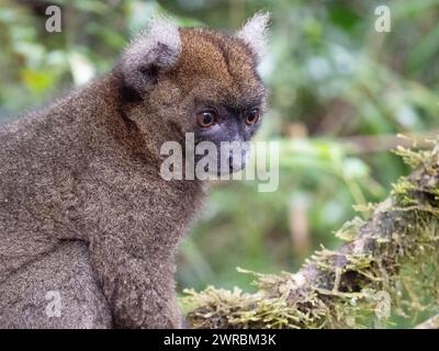 Bambuslemur, Hapalemur simus, Ranomafana, Vatovavy Fitovinany, Madagaskar Stockfoto