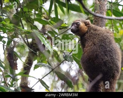 Bambuslemur, Hapalemur simus, Ranomafana, Vatovavy Fitovinany, Madagaskar Stockfoto
