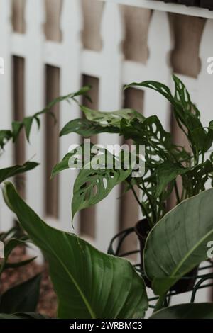 Monstera deliciosa, Schweizer Käsepflanze auf Pflanzenständer mit weißem Pfahlzaun im Hintergrund Stockfoto