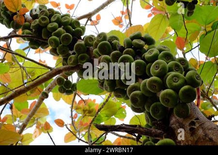 Feigenbaum oder Ficus racemosa mit grünen Früchten am Baumstamm eine Art Moraceae kann als Gemüsefutter oder als pflanzliche Medizin verwendet werden, die in Vietnam wächst Stockfoto