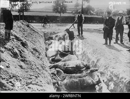 Graying Horses, Battlefield of Haelen, Foto zeigt tote Pferde, die nach der Schlacht von Haelen, die von den deutschen und belgischen Armeen am 12. August 1914 in der Nähe von Haelen, Belgien während des Ersten Weltkriegs, 1914, des Weltkriegs, 1914–1918, begraben wurden. 1 negativ: Glas Stockfoto