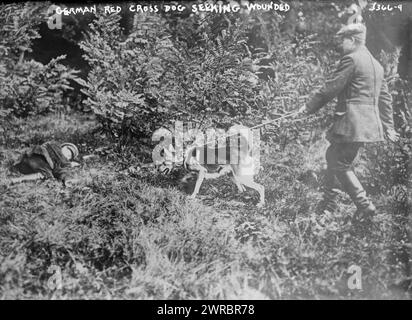 Deutscher Rote-Kreuz-Hund auf der Suche nach Verwundeten, Foto zeigt einen deutschen Mann mit einem Roten-Kreuz-Hund auf der Suche nach verwundeten Soldaten während des Ersten Weltkriegs, zwischen 1914 und ca. 1915, Weltkrieg, 1914-1918, Glasnegative, 1 negativ: Glas Stockfoto