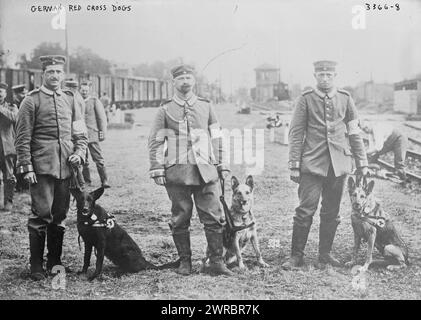 Deutsche Rote Kreuz Hunde, zwischen 1914 und ca. 1915, Weltkrieg, 1914-1918, Glasnegative, 1 negativ: Glas Stockfoto