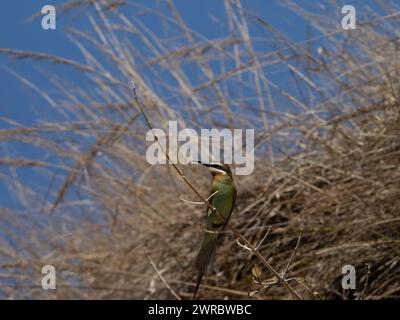 Olivenbienenfresser, Merops superciliosus, Ilaka Centre, Ambositra, Amoron i Mania, Madagaskar Stockfoto