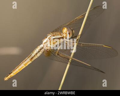 Weibchen Breitscharlach, Crocothemis erythraea Stockfoto
