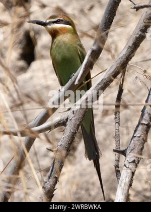 Olivenbienenfresser, Merops superciliosus, Ilaka Centre, Ambositra, Amoron i Mania, Madagaskar Stockfoto