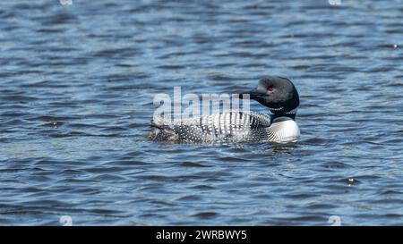 Gemeinsamen Loon schwimmen Stockfoto