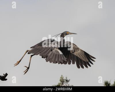 Dimorphe Reiher, Egretta dimorpha, Ambohimahasoa, Haute Matsiatra, Madagaskar Stockfoto