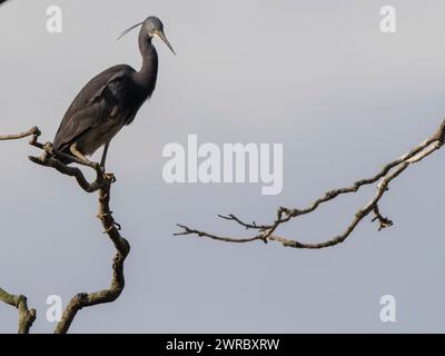 Dimorphe Reiher, Egretta dimorpha, Ambohimahasoa, Haute Matsiatra, Madagaskar Stockfoto