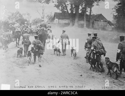 Deutsche Rotkreuzhunde gehen nach vorne, Foto zeigt deutsche Soldaten mit Rotkreuzhunden, die während des Ersten Weltkriegs nach vorne fahren, zwischen ca. 1915 und 1918, Weltkrieg, 1914-1918, Glasnegative, 1 negativ: Glas Stockfoto