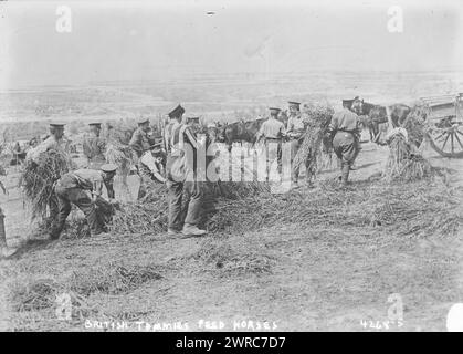 Britische Soldaten füttern Pferde, Foto zeigt britische Soldaten, die Hafer für ihre Pferde sammeln in der Nähe von Fricourt, Somme, Frankreich, April 1917 während der Schlacht von Arras, im Ersten Weltkrieg, 1917 April, Weltkrieg, 1914-1918, Glasnegative, 1 negativ: Glas Stockfoto