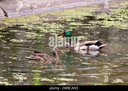 Zwei männliche und weibliche Stockenten schwimmen an einem Sommertag im Como Park Zoo und Conservatory in St. Paul, Minnesota, USA. Stockfoto