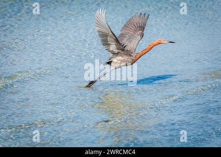 Rötlicher Reiher startet vom Strand im Fort DeSoto County Park in St. Petersburg, Florida. Stockfoto