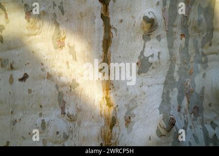 Nahaufnahme der Baumstammrindenstruktur Stockfoto