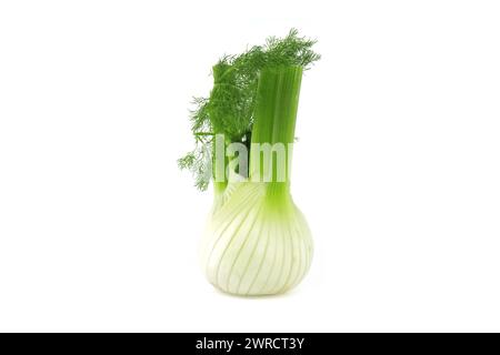 Ganze Fenchelzwiebeln überwiegend hellgelb, mit kontrastierenden Grüntönen an den Stielen und gefiederten Blättern isoliert auf weißem Hintergrund Stockfoto