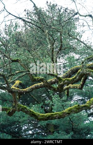 Ein Baum mit vielen Zweigen, bedeckt mit Moos, unter dem riesigen Himmel Stockfoto