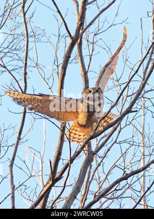 Die Großhorneule fliegt im Wald, Quebec, Kanada Stockfoto