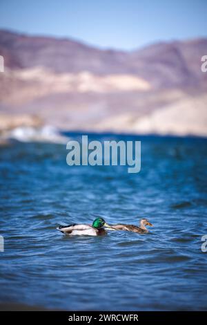 Colorado River und Stockenten in Nelson Nevada - konglomerate Sandsteinklippen - Enten in der Nähe des Eldorado Canyon und des El Dorado Gebirges Stockfoto