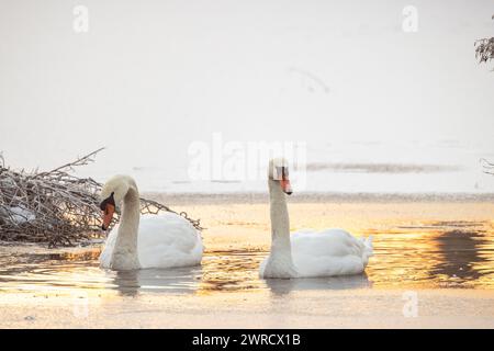 Zwei majestätische Schwäne werden auf einem frostigen See gefangen, während das erste Licht der Dämmerung sich vom eisigen Wasser reflektiert. Der eine Schwan beugt seinen Hals zum Wasser, vielleicht auf der Suche nach Nahrung, während der andere eine würdevolle Pose hält und direkt auf den Betrachter blickt. Hinter ihnen deutet ein Haufen von Ästen auf das Vorhandensein eines Nestes oder natürlicher Trümmer entlang des Seeufers hin. Schwäne auf einem Frosty Lake bei Dawn. Hochwertige Fotos Stockfoto