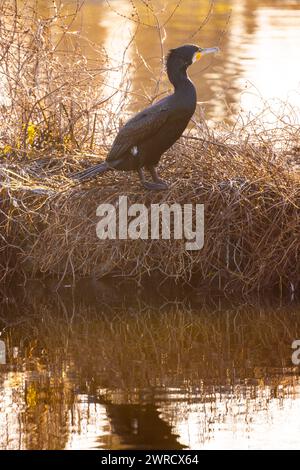 Dieses ruhige Bild zeigt einen einsamen Kormoran, der während der goldenen Stunde auf einem Nest am Fluss thront. Die Hinterleuchtung der untergehenden Sonne umgibt den Vogel und das umliegende Schilf und hebt ihre Silhouetten vor dem glitzernden Wasser hervor. Der Kormoran steht wachsam und balanciert und blickt über das Wasser, das die warmen Töne des Abendhimmels reflektiert. Beleuchteter Kormorant am Flussufer zur Golden Hour. Hochwertige Fotos Stockfoto