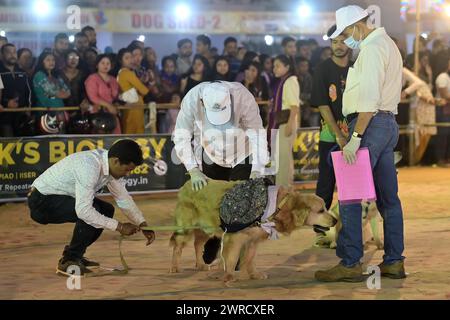 Richter überprüfen die Hunde während des Agartala Dog Carnival-2024, organisiert von Tripura Veterinary Doctors Association & Pawsome (Eine soziale Organisation) in Agartala. Tripura, Indien. Stockfoto