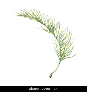 Grünes Palmenblatt. Handgemalte tropische Pflanzenzweige in Aquarell. Isoliertes Element auf weißem Hintergrund. Natürliche botanische Illustration. Exotisch Stockfoto