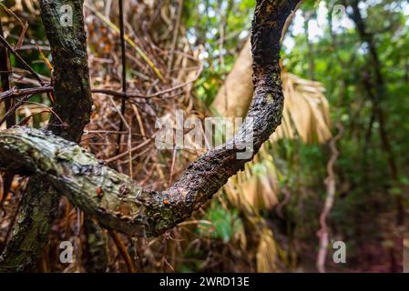 Eine riesige, mit Algen bedeckte Liana-Rebe in der nassen tropischen Umgebung des Daintree-Nationalparks in North Queensland, Australien Stockfoto