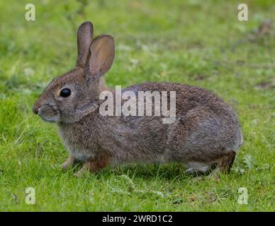 Wüsten-Hase-Hase im Grasfeld. Arastradero Preserve, Santa Clara County, Kalifornien, USA. Stockfoto