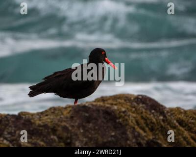 Eine Schwarze Biard mit rotem Auge und Schnabel (afrikanischer Austernfänger) auf einem Felsbrocken in der Nähe des Ozeans Stockfoto