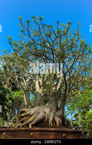 Adenium Arabicum in verschiedenen Formen und Grössen im Garten. Flaschenbäume im Nongnooch Garten Pattaya, Thailand. Stockfoto