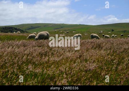 Eine Herde von Schafen Essen Rasen. Stockfoto