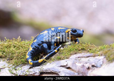 Schöner Feuersalamander in natürlicher Umgebung (Salamandra salamandra) Stockfoto