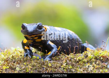 Feuer Salamander in natürlicher Umgebung, neugieriges Tier in der Kamera (Salamandra salamandra) Stockfoto