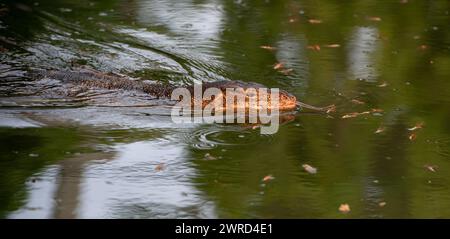 Komodo Monitor Echsendrache in der Nähe des Wasserkopfes im Lumphini Park, Bangkok, Thailand Stockfoto