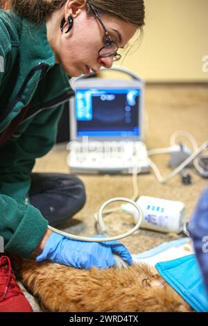 Posen, Posen, Polen. März 2024. Ein Tierarzt im Zoo von Posen, wirft einen Ultraschall-Blick auf den Bauch einer Katze, die krank und verletzt wurde. Die Katze, die aus der Ukraine gerettet wurde, erlitt eine schwere Krankheit und wurde im Zoo behandelt, wo die meisten Tiere, sowohl Haus- als auch Wildtiere, auf dem Gelände des Zoos oder in anderen Wohngebieten unter Quarantäne gestellt und dann in andere Teile Europas transportiert wurden (für Wildtiere). und NUR REDAKTIONELLE VERWENDUNG (Credit Image: © Bianca Otero/ZUMA Press Wire)! Nicht für kommerzielle ZWECKE! Stockfoto