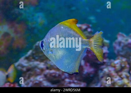 Aquarium Ozeanarium Tierwelt buntes Meerespanorama Landschaft Natur Schnorcheln Tauchen. Tropische Unterwasserfische am Korallenriff. Stockfoto