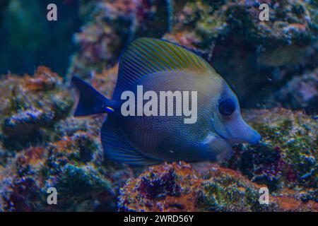 Aquarium Ozeanarium Tierwelt buntes Meerespanorama Landschaft Natur Schnorcheln Tauchen. Tropische Unterwasserfische am Korallenriff. Stockfoto